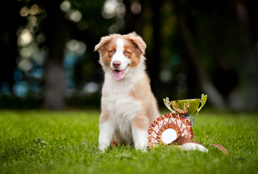shutterstock_115402975