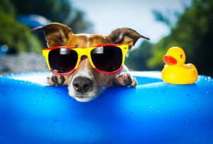 FULLT pensjonat sommer 2018